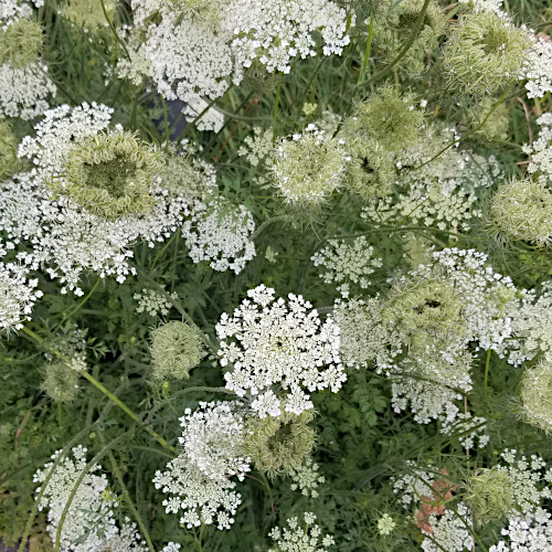 Wilde Möhre / Daucus carota